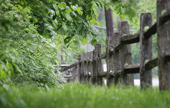 Ein Holzzaun verläuft durch üppiges grünes Gras und dichtes Laub in einer friedlichen, grünen Außenumgebung.