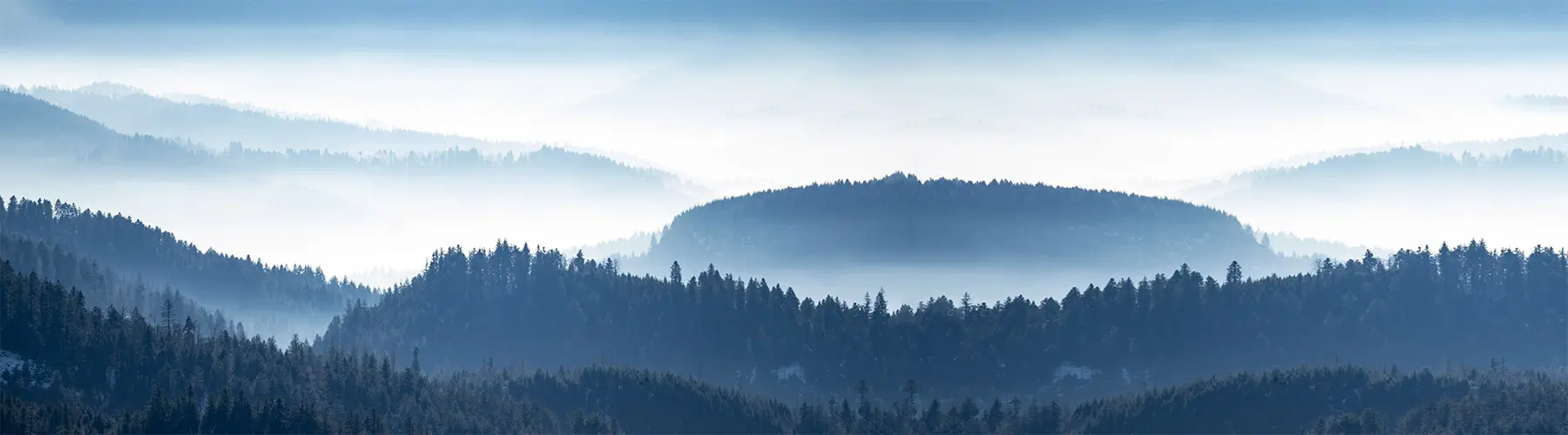 Neblige Berglandschaft mit Kiefernwäldern, die die Schönheit von „Gesunde Bäume“ und „Baumpflege Karlsdorf-Neuthard“ widerspiegelt.