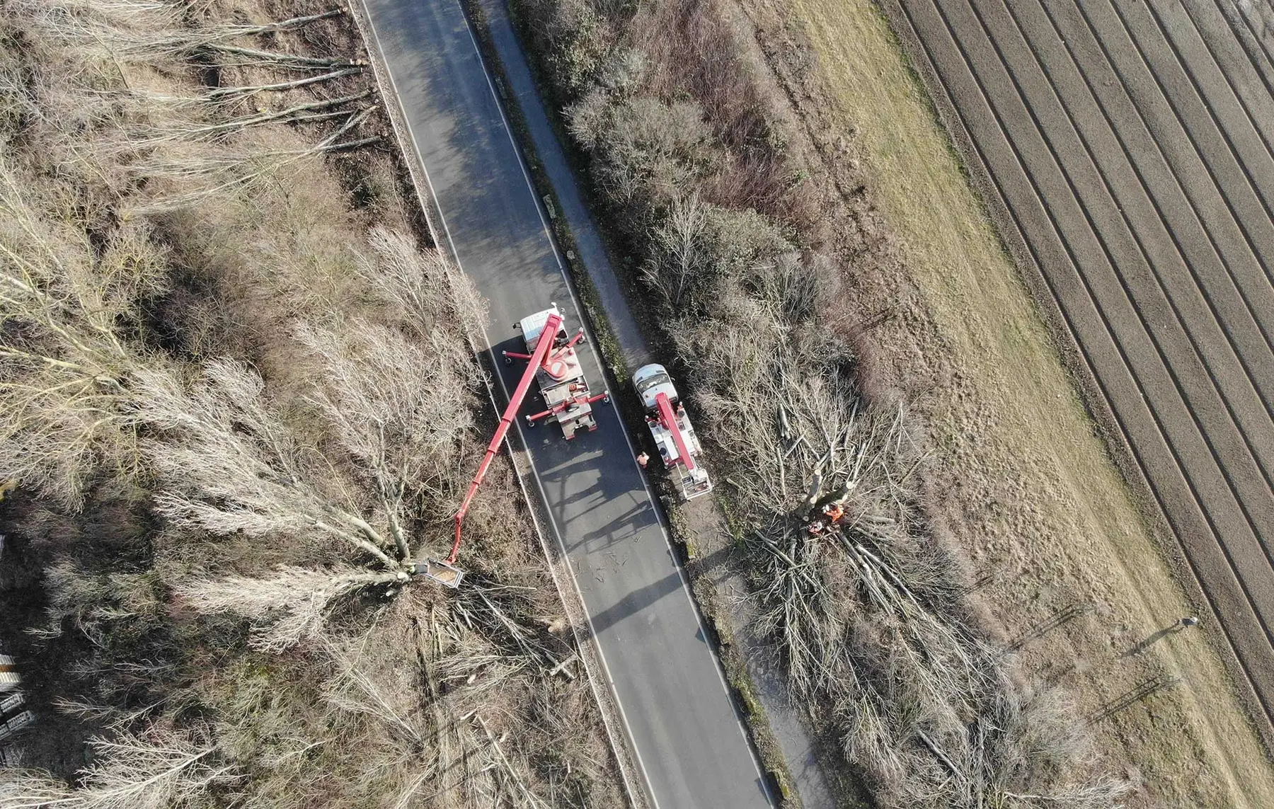 Luftaufnahme von Mitarbeitern der Baumpflege Karlsdorf-Neuthard, die mit Hubarbeitsbühnen Bäume entlang einer von Feldern und Gebüsch gesäumten Landstraße beschneiden und entfernen. Abgeschnittene Äste, Geräte und gesunde Bäume sind auf dem Boden zu sehen.