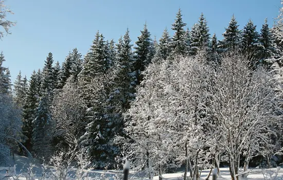 Schneebedeckte Bäume in einem Wald unter einem klaren blauen Himmel an einem hellen Wintertag.