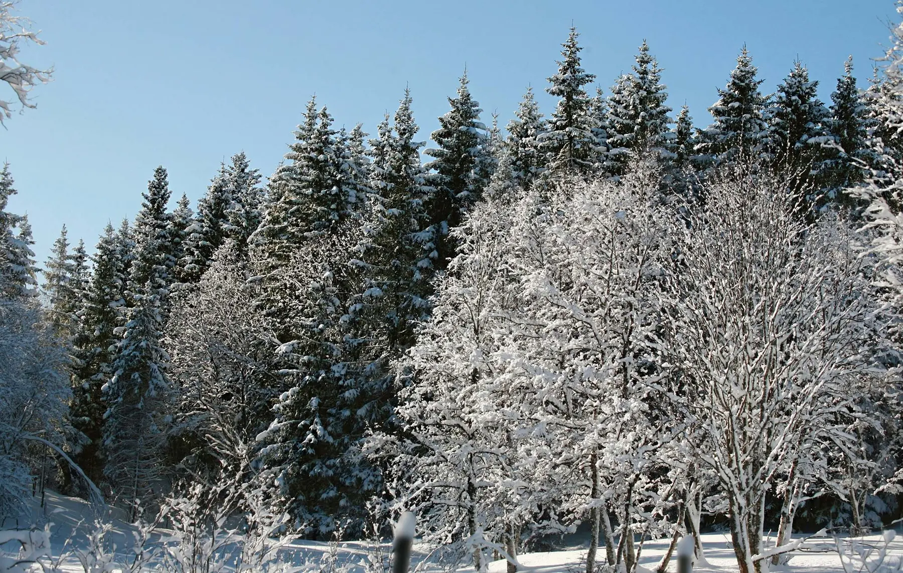 Schneebedeckte Bäume in einem Wald unter einem klaren blauen Himmel an einem hellen Wintertag.