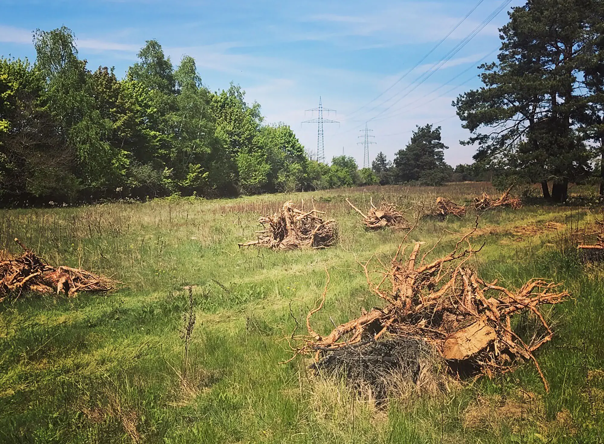 Sonniges Feld mit verstreuten Baumstümpfen und Reisighaufen, gesäumt von Bäumen und Stromleitungen im Hintergrund.