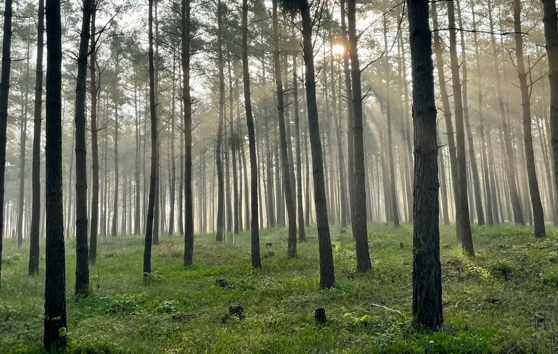 Sonnenlicht fällt durch hohe Bäume in einem nebligen baden-württembergischen Wald, der von ökologischer Expertise und grünem Gras geprägt ist.