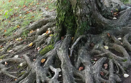 Nahaufnahme eines Baumstamms mit großen, freiliegenden Wurzeln, die sich über den Boden ausbreiten und auf denen abgefallene Blätter verstreut sind.