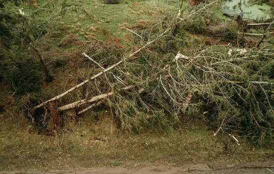 Ein großer Baum ist auf einen grasbewachsenen Hang umgestürzt, seine Wurzeln liegen frei und seine Äste liegen verstreut auf dem Boden.