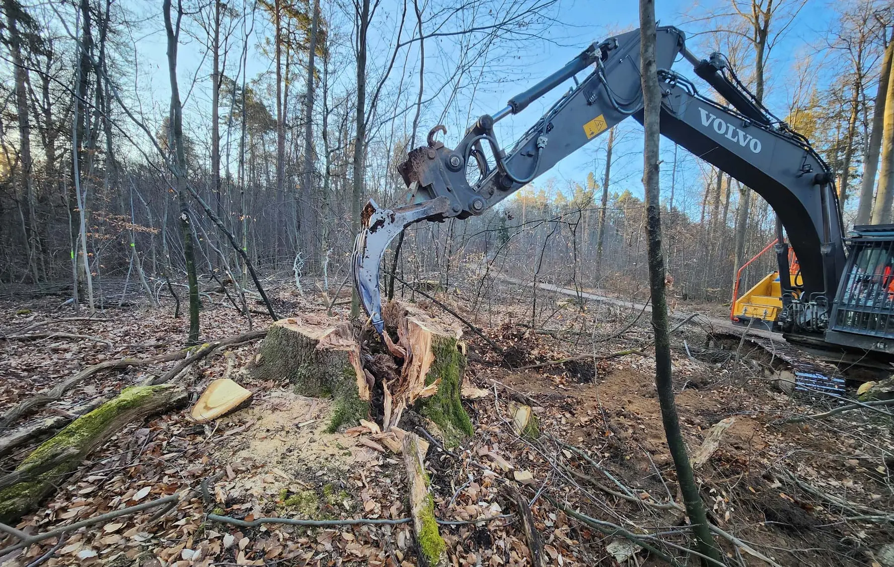 Bagger entfernt einen großen Baumstumpf in einem Waldgebiet, auf dem Boden liegen abgefallene Äste und Blätter.