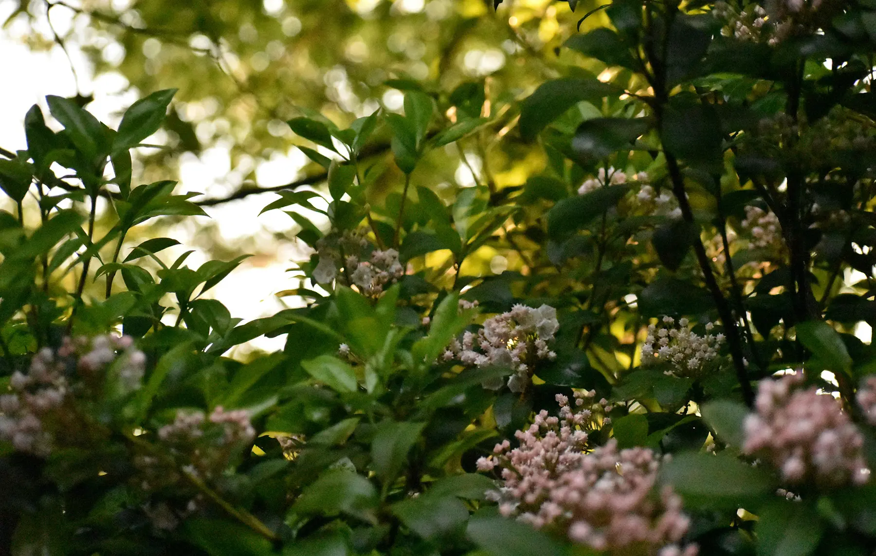 Grüne, belaubte Büsche, Büschel rosa-weißer Blüten, sonnen sich im warmen Sonnenlicht – ideal für Grünpflege und Rasenpflege.