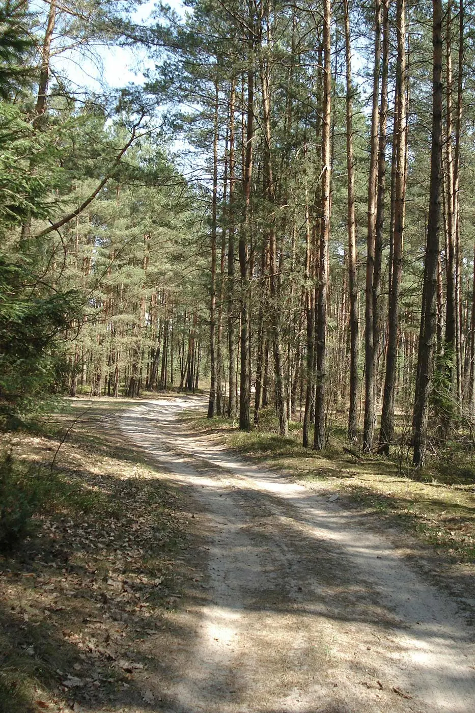 Ein Feldweg schlängelt sich durch einen sonnenbeschienenen Wald und präsentiert gesunde Bäume und lebendiges Unterholz – Baum- und Grünpflege vom Feinsten.