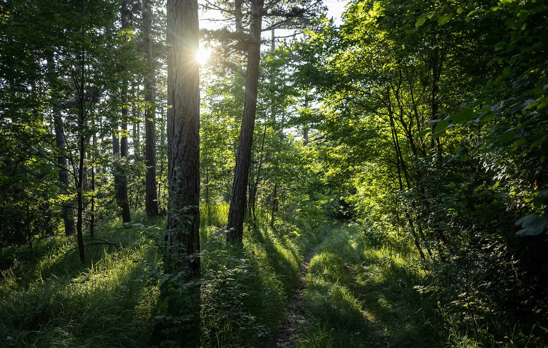 Sonnenlicht dringt durch hohe Bäume, da die Umweltbaubegleitung Baden-Württemberg Artenschutzmaßnahmen im üppigen Wald unterstützt.