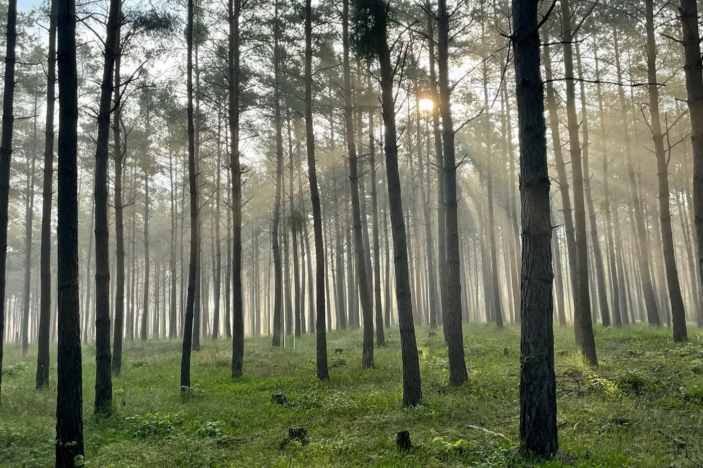 Hohe Bäume in einem sonnendurchfluteten baden-württembergischen Wald mit grünem Gras und Strahlen, perfekt für fachmännische Baumpflege.
