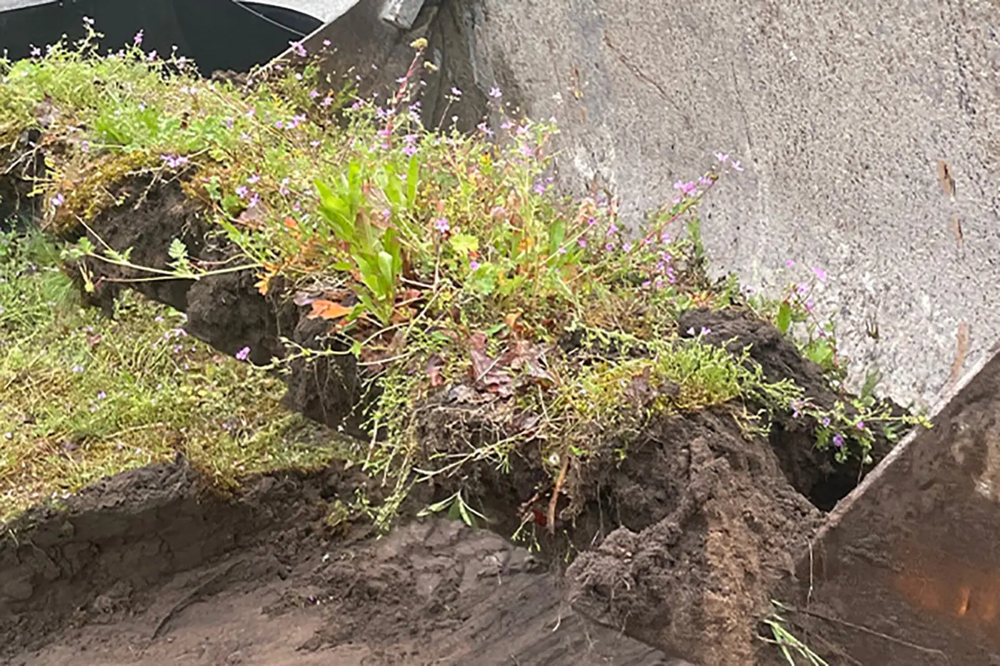 Nahaufnahme einer Schaufel, die ein Stück Erde mit Gras, Unkraut und kleinen violetten Wildblumen anhebt.