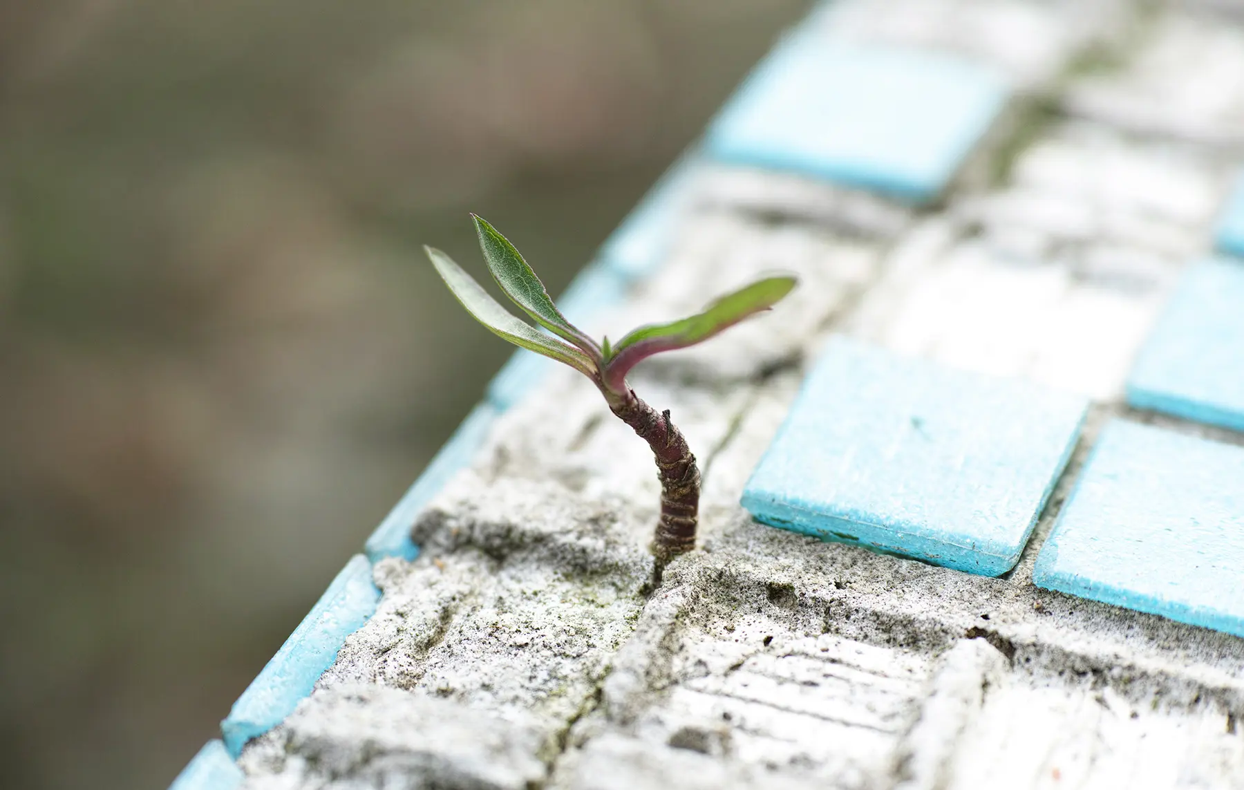 Eine kleine grüne Pflanze sprießt durch gefliesten Beton und symbolisiert Artenschutzmaßnahmen bei Bauprojekten.