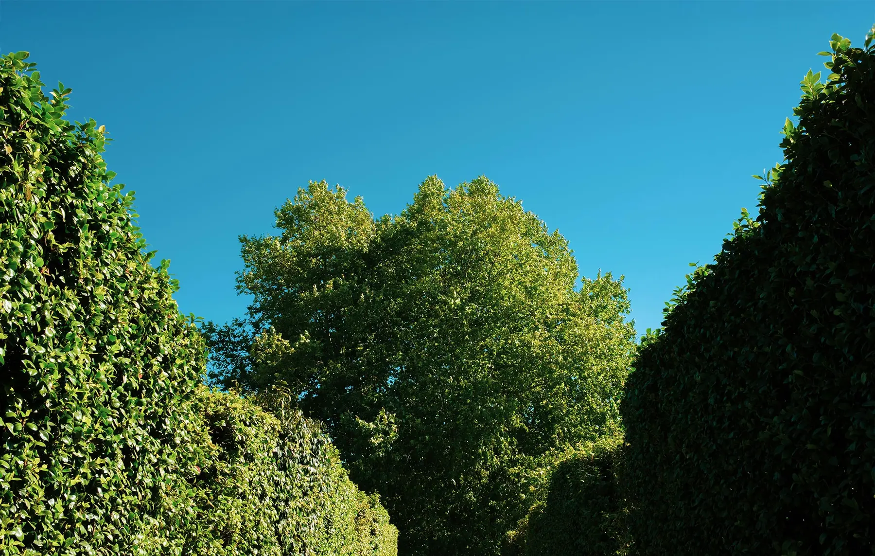 Grüne Laubbäume und gepflegte Hecken unterstreichen die fachmännische Grünpflege unter einem klaren blauen Himmel an einem sonnigen Tag.