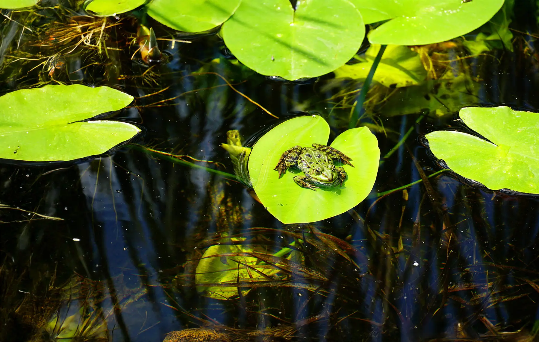 Ein grüner Frosch sitzt auf einem Seerosenblatt und profitiert von Artenschutzmaßnahmen in Bauprojekten rund ums Wasser.