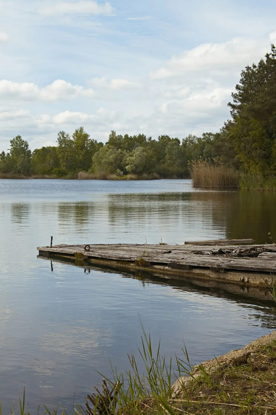 Ein ruhiger See mit verwittertem Steg, umgeben von Bäumen und Schilf, gepflegt von der Baumpflege Karlsdorf-Neuthard.