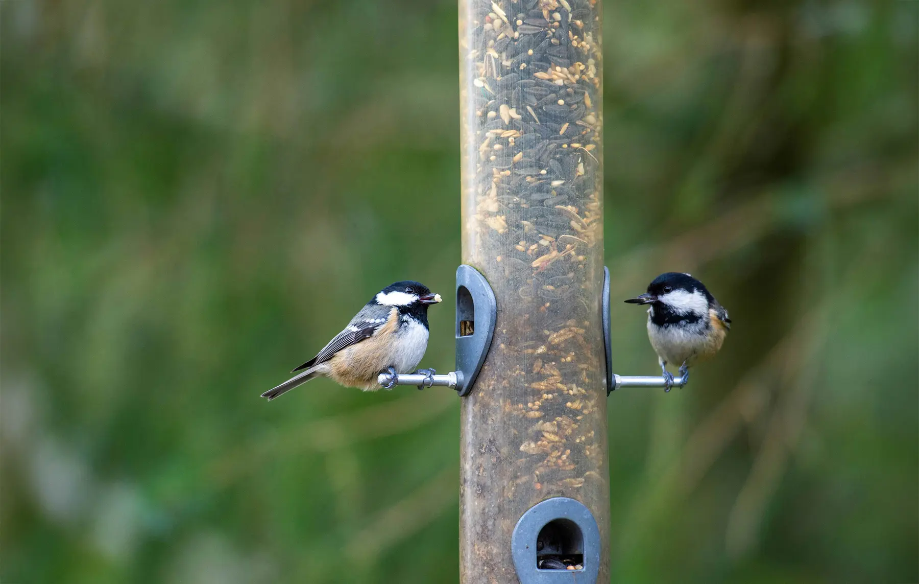 Zwei kleine Vögel sitzen auf gegenüberliegenden Seiten eines Vogelhäuschens vor einem verschwommenen grünen Hintergrund.