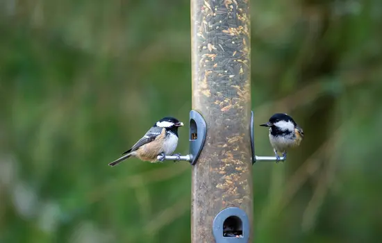 Zwei kleine Vögel sitzen auf gegenüberliegenden Seiten eines Vogelhäuschens vor einem verschwommenen grünen Hintergrund.