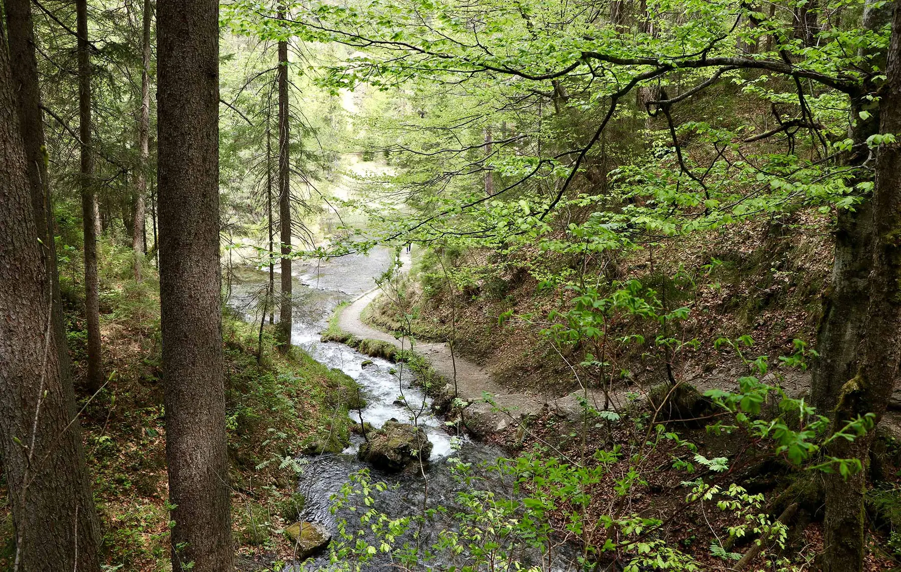 Ein schmaler Bach in Baden-Württemberg schlängelt sich durch einen Waldweg, eingerahmt von üppigem Grün und ökologischer Expertise in Renaturierung.