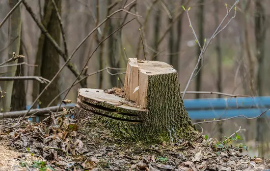 Ein Baumstumpf mit frischen Sägespuren liegt zwischen abgefallenen Blättern in einem Wald mit kahlen Bäumen.