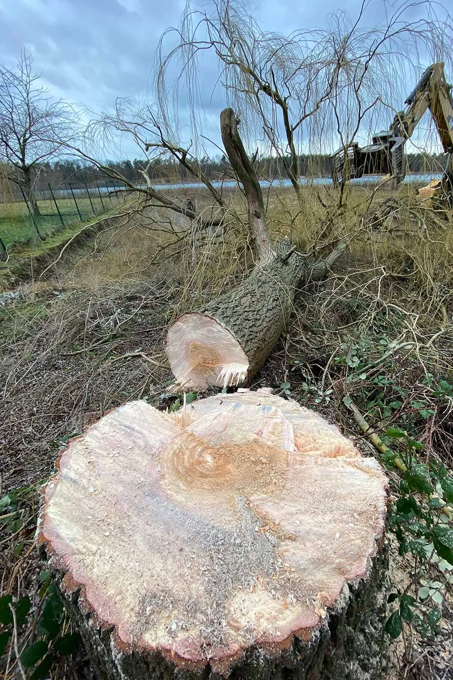 Ein großer Baum wurde gefällt, sein Stumpf ragt deutlich im Vordergrund hervor, der Stamm liegt dahinter – eine Szene der fachmännischen Baumpflege Karlsdorf-Neuthard, umgeben von trockenem Gras und spärlichen Bäumen unter einem bewölkten Himmel.