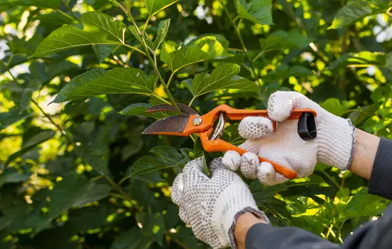 Hände in weißen Handschuhen beschneiden im Freien grüne Zweige mit orangefarbenen Gartenscheren.